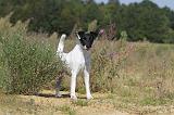 FOX TERRIER POIL LISSE 155